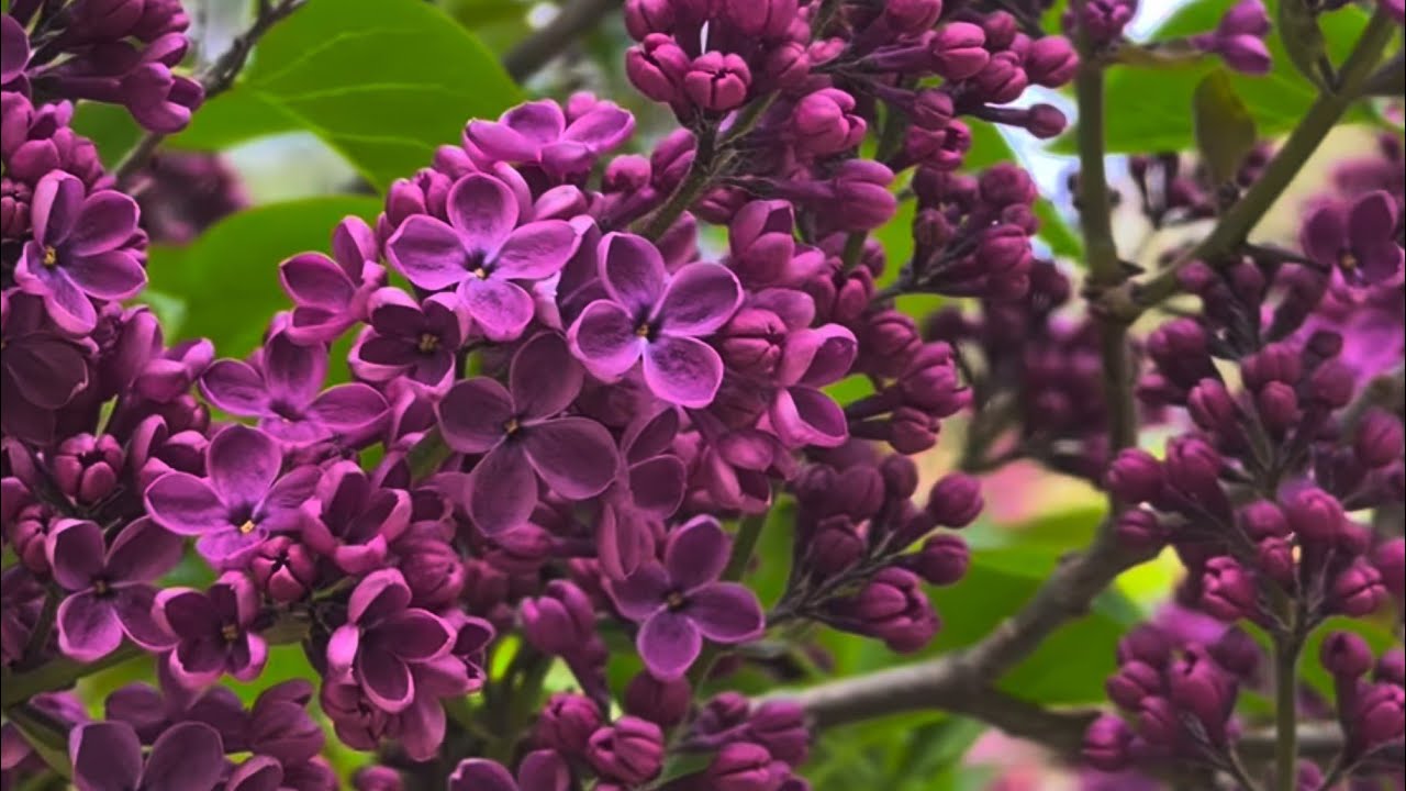 Mezarlık Çiçekleri