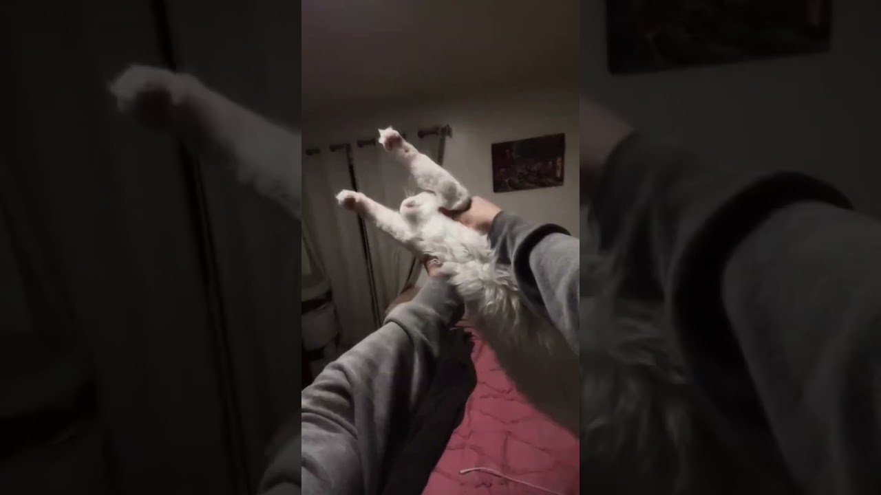 Pare já com essas brincadeirinhas gostosas KKKKK 😍🐾🐱✨