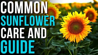 Common Sunflower Info And Care | How To Grow Sunflowers! by When You Garden 215 views 7 months ago 7 minutes, 8 seconds