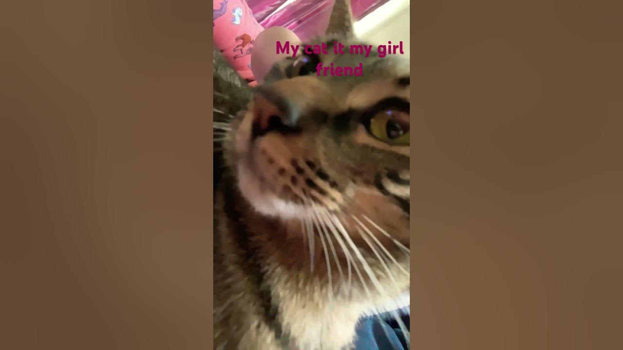 My cat is my friend! Now, I think she don’t like me anymore. love duet lyrics YouTube