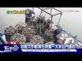 防颱大作戰 農漁民跟時間賽跑 搶收作物 TVBS新聞 TVBSNEWS01 防颱大作戰 農漁民跟時間賽跑 搶收作物 TVBS新聞 TVBSNEWS01