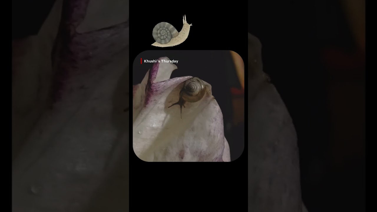 #mansoon #weather #rainsounds #rain #rainyweather #snail #shortvideo #shorts #rainyday #clouds #yts