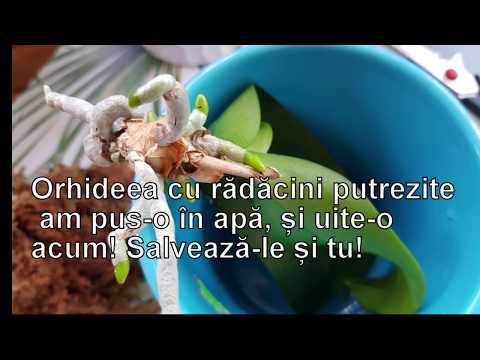 Video: Lași rădăcini de mazăre în pământ?