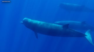 Endangered Whales