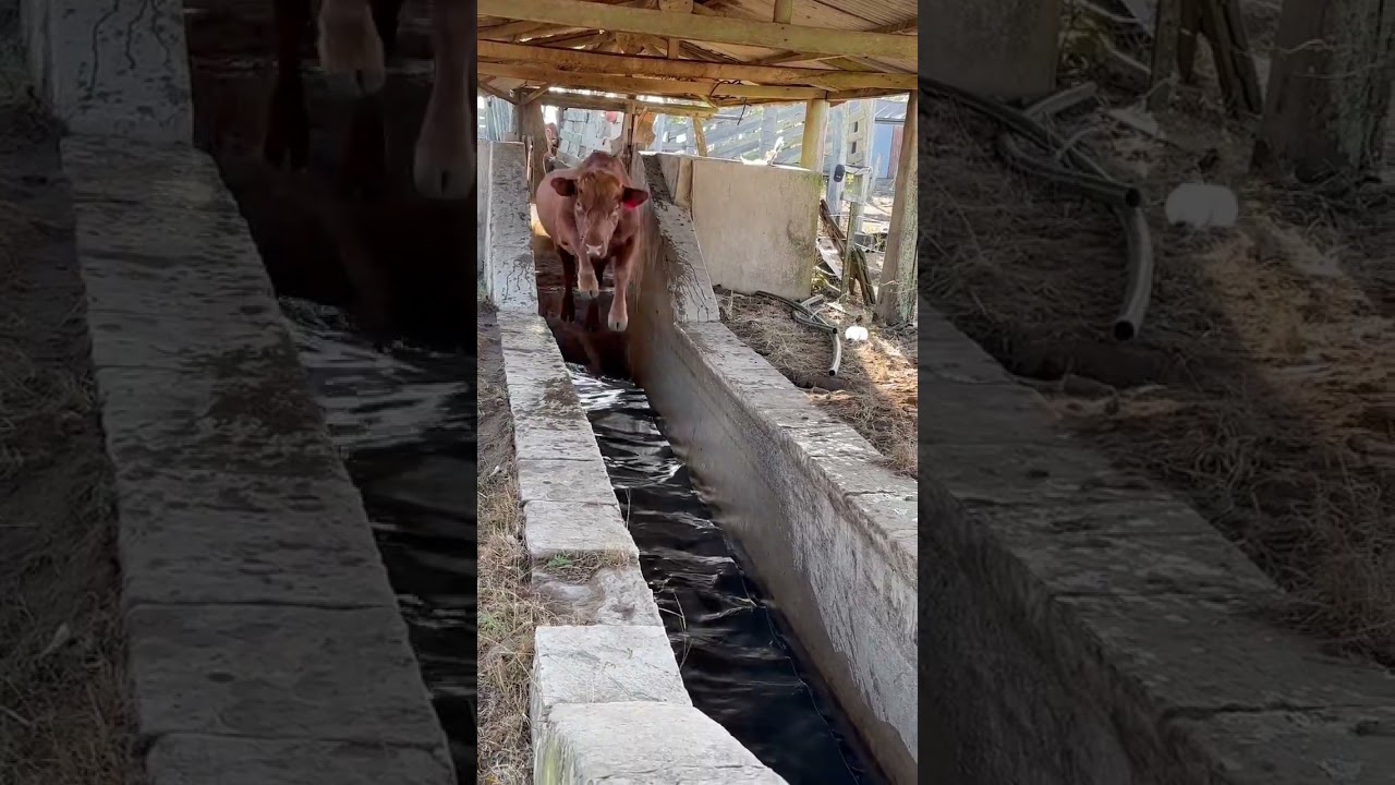 Banho de Gado | Touro Red Angus