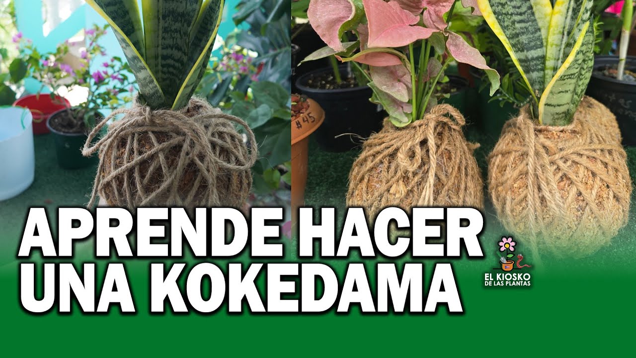Como Hacer una Kokedama en 1 2 3