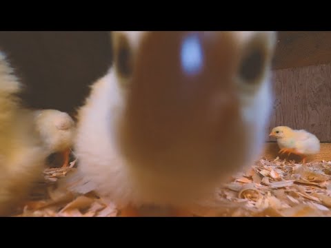 ASMR | 🐣GoPro In The Chicken Brooder "Getting Pecked Alive"🐥