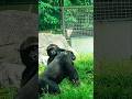 Ringo and Jabali 摔角比賽#gorilla