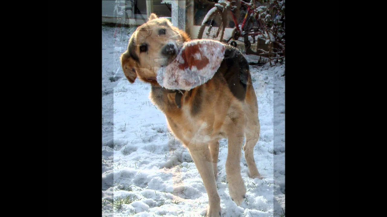 Pablo Chien Croisé Berger Allemand Labrador Extraordinaire