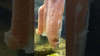 Are Piranha Teeth Really That Sharp?