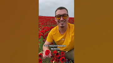 Маковые поля в Дагестане #shorts #авторскийтур #сулакскийканьон #дербент #чох #гиддагестан #сарыкум