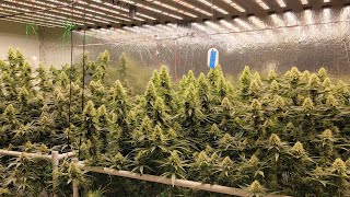 Light Intensity Killing Quality?  The Science is Wrong? Kinda... - Drought Stress - Day 43 Flower
