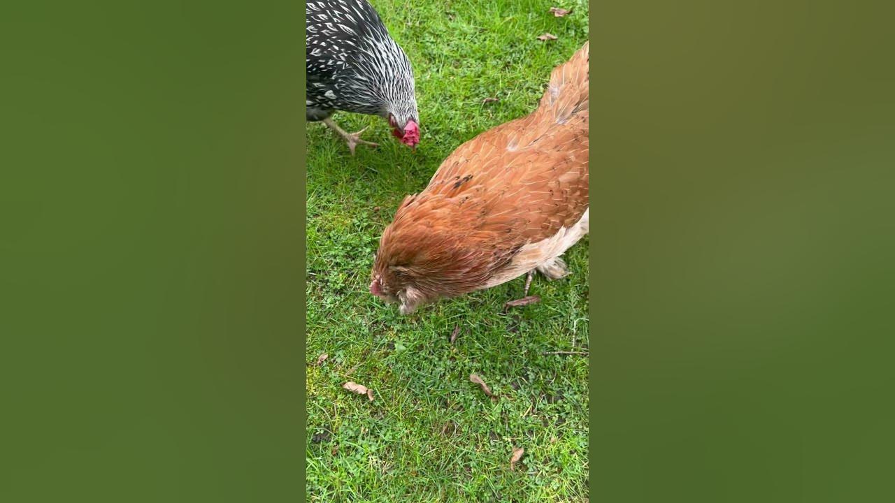 Chicken making strange noises YouTube