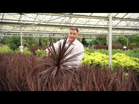 Video: Red Star Dracaena Palm – How To Grow Red Star Dracaena Plants