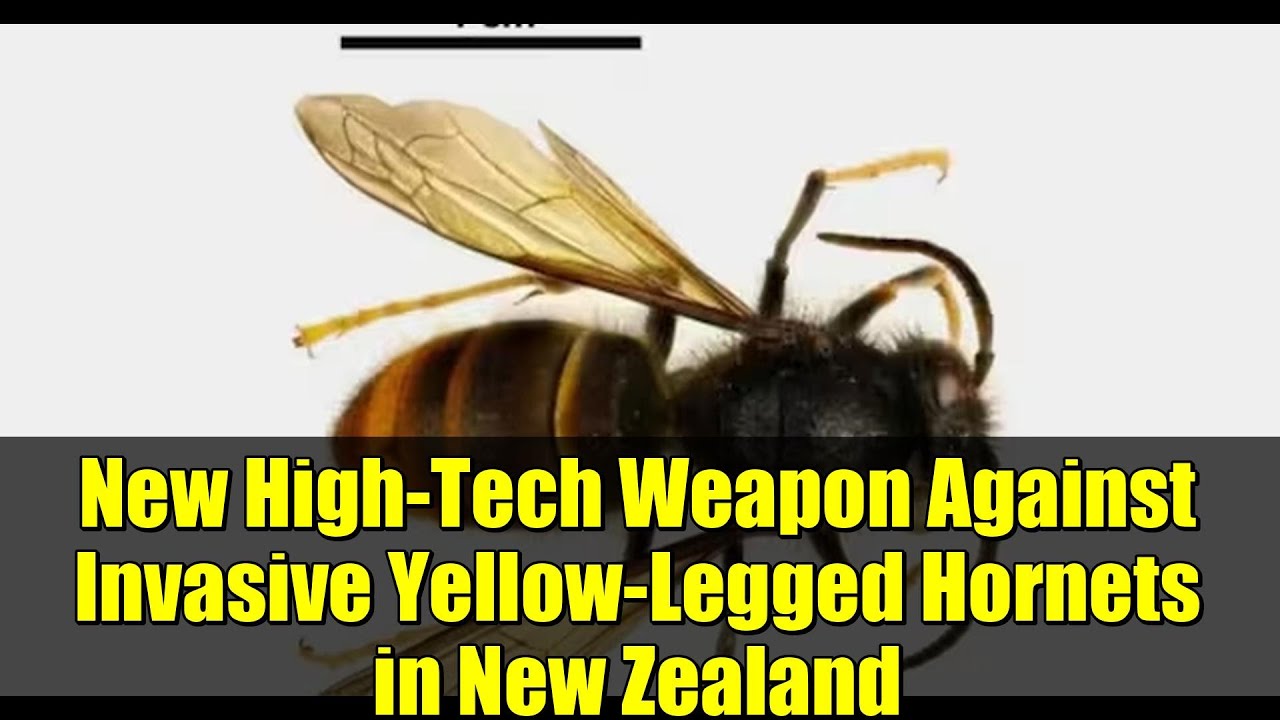Новое высокотехнологичное оружие против инвазивных желтоногих шершней в Новой Зеландии