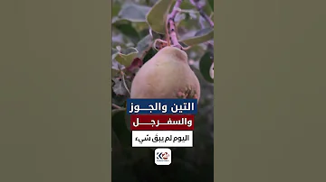 قرية غراو هورامان جفت الأشجار ولم تبقى ثمرة واحدة 