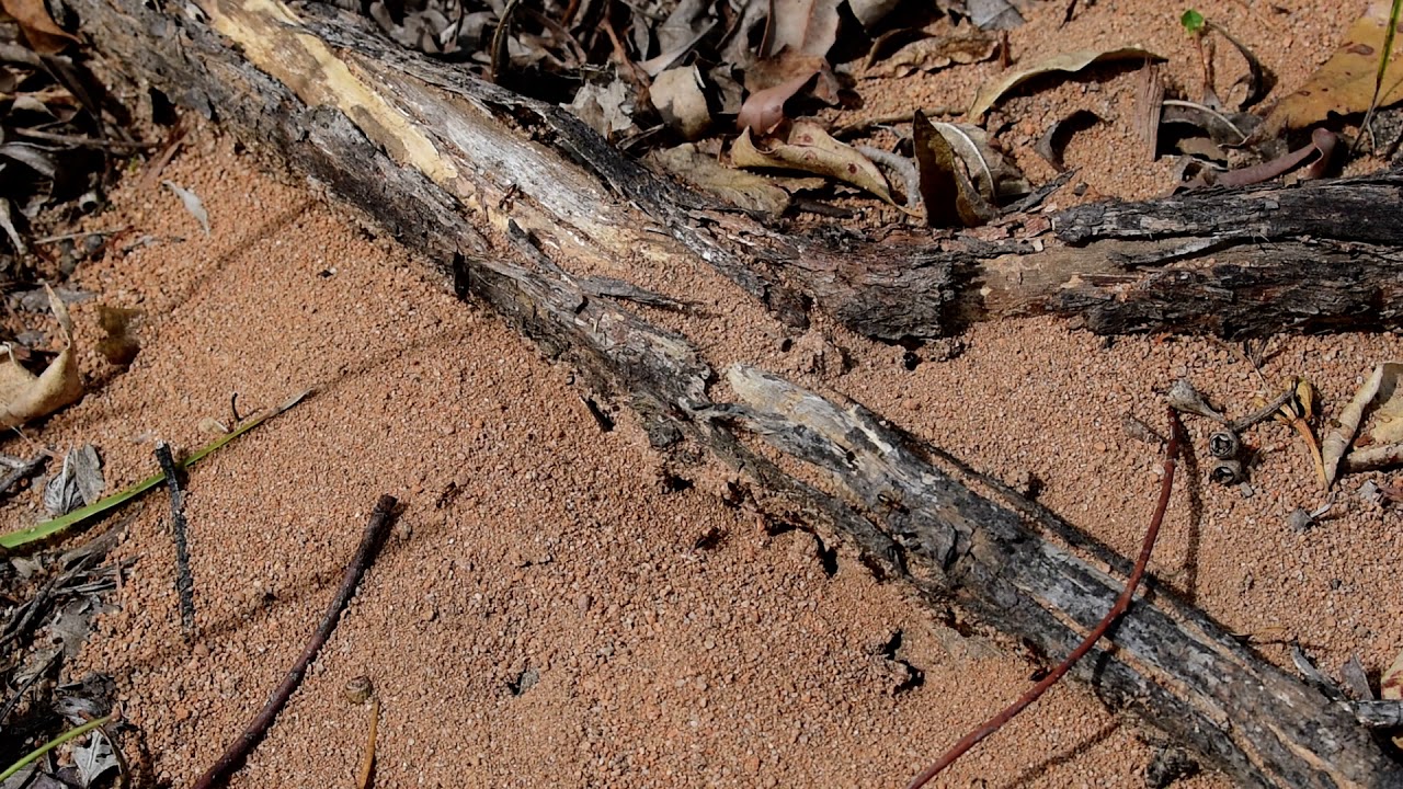 Australian ants - Strobe Ants (Opisthopsis sp.)