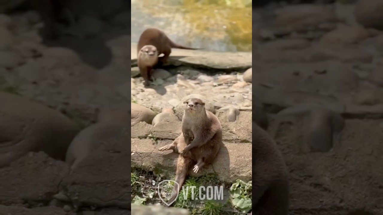 What Is This Otter Doing?! 😳😂