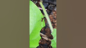 Ant plucking leaf sounds, #shortyoutube , #ants , #anti