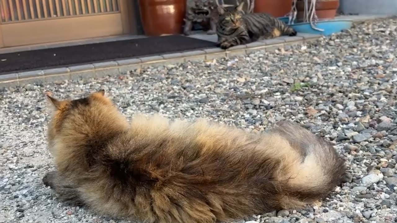 3 Seconds Before the Cats Fight - YouTube