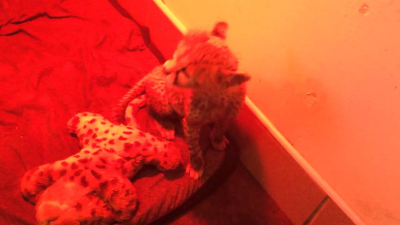 Fota Cheetah Cub Chirping