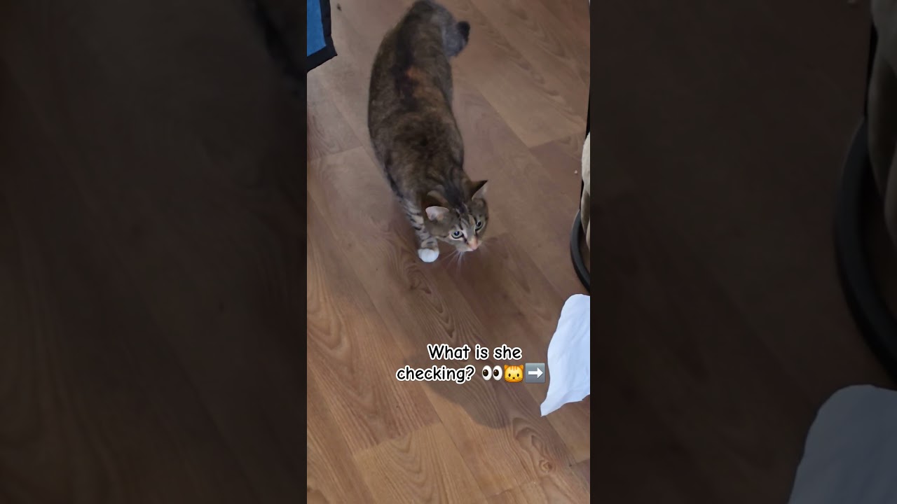 Pebbles the curious cat🙀🐱 