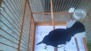 BURUNG KACER ISIAN UNIK SUARA KUCING