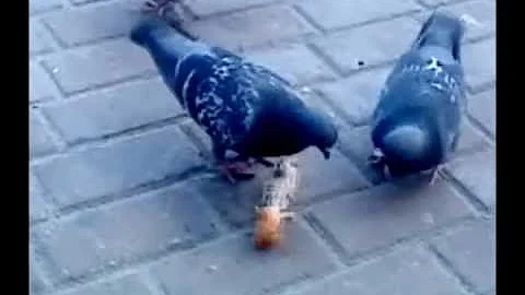 Голуби едят мясо