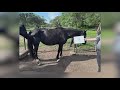 Comal County officials remove 23 horses from property near Bulverde
