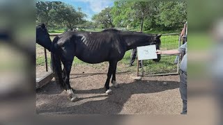 Comal County officials remove 23 horses from property near Bulverde