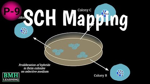 Somatic Cell Hybridisation Mapping | Somatic Fusion | SCH Mapping |