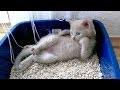 「かわいい猫」 笑わないようにしようとしてください - 最も面白い猫の映画 #209