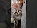 Beautiful Kitty Cat ❤️ 😺 🐈 /pets/animals/cat shorts #shorts #viralshort #youtubeshorts