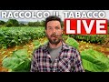 Raccolgo il tabacco per i sigari e rispondo a tutte le vostre domande