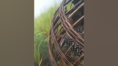 mus cuab noog tsis muaj noog quaj li đi bẫy chim đa đa như ko có gái cả