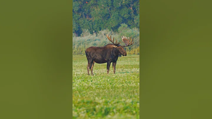 80 Yard follow up MOOSE MISSILE #archery #elk #deer ￼