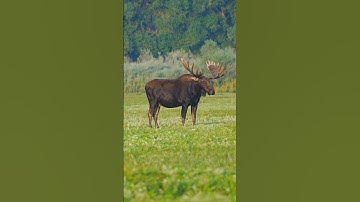 80 Yard follow up MOOSE MISSILE #archery #elk #deer ￼