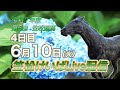 笠松けいばライブ配信R7.06.10