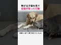 怖がる子猫を見た母猫の行動 #猫 #子猫