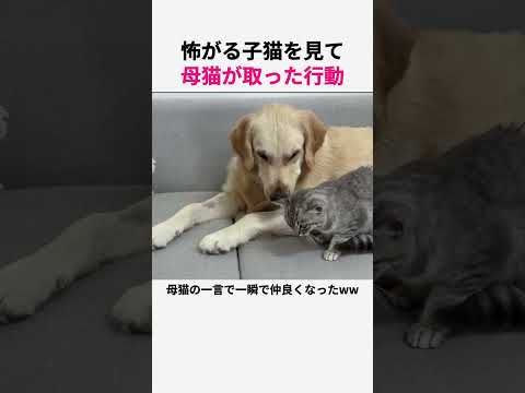 怖がる子猫を見た母猫の行動 #猫 #子猫