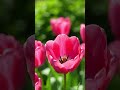 #flowers #nature #deen #love #beautiful ##explained #viralshorts #foryou #trending #trendingshorts