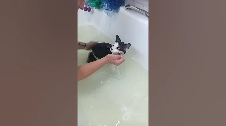 Watch the video about So chilled taking a bath #kitten #cat #bathtime