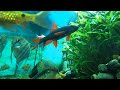 Релакс видео АКВАРИУМ | Relax for the night  (Aquarium)