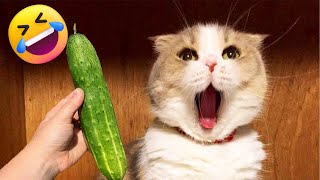 Best Funny Dogs And Cats Videos 2024 😹 - Funniest Animals Videos 2024 😂 #4 by Funny Animals City  421 views 1 year ago 12 minutes, 46 seconds