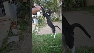 jumping cat hunting pipette slow motion