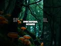 Glow in the Dark Fungi: A Hidden Light of the Forest