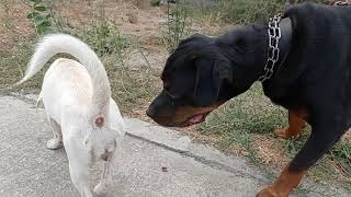 rottweiler presacanrio amerikanbully xl ve tüm köpeklerin yakın koruma egitimi nasıl verilir