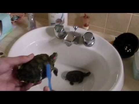 how to clean a turtles shell - YouTube