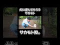 犬に遊んでもらうサカモト #youtubeshorts #サカモト #犬