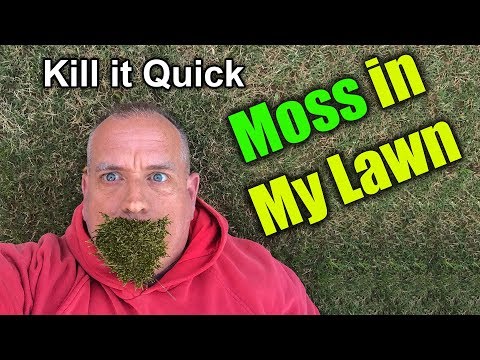 Video: How To Remove Moss From A Flower Bed Or Lawn?